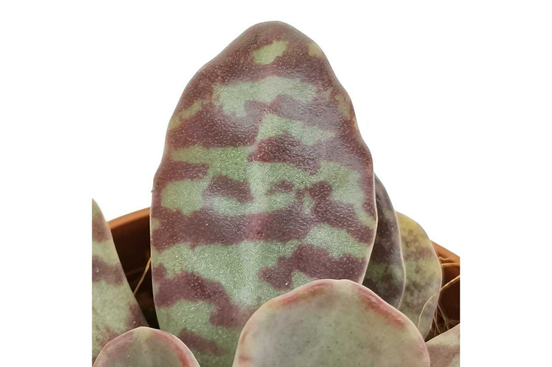 Kalanchoe humilis 12cm