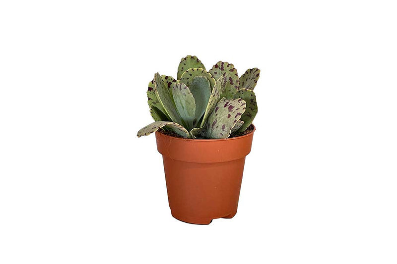 Kalanchoe marmorata 8cm
