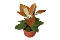 
                  
                    Kalanchoe orygalis 12cm - Καλανχόη
                  
                