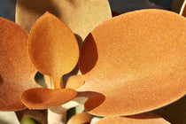 
                  
                    Kalanchoe orygalis
                  
                