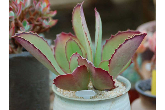 Kalanchoe synsepala 8.5cm