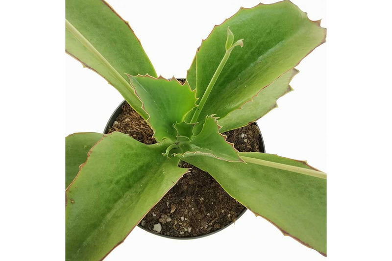 Kalanchoe synsepala 8.5cm