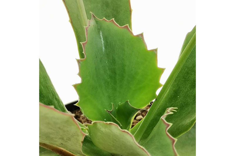 Kalanchoe synsepala 8.5cm