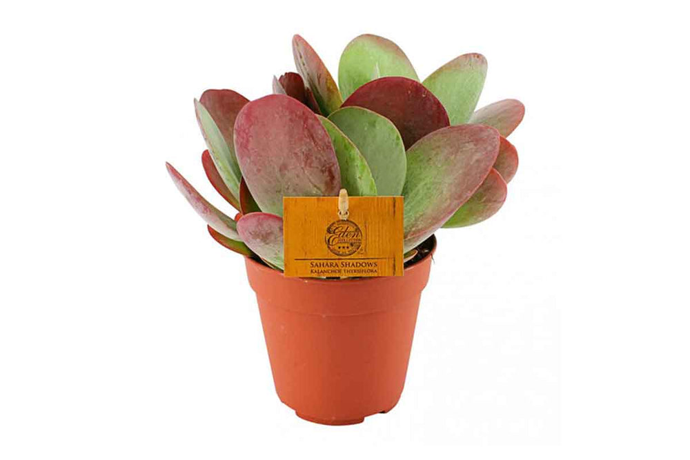 
                  
                    Kalanchoe thyrsiflora 'Sahara Shadows ' - Καλανχόη
                  
                