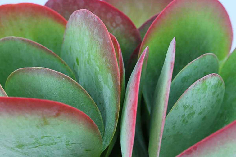 Kalanchoe thyrsiflora