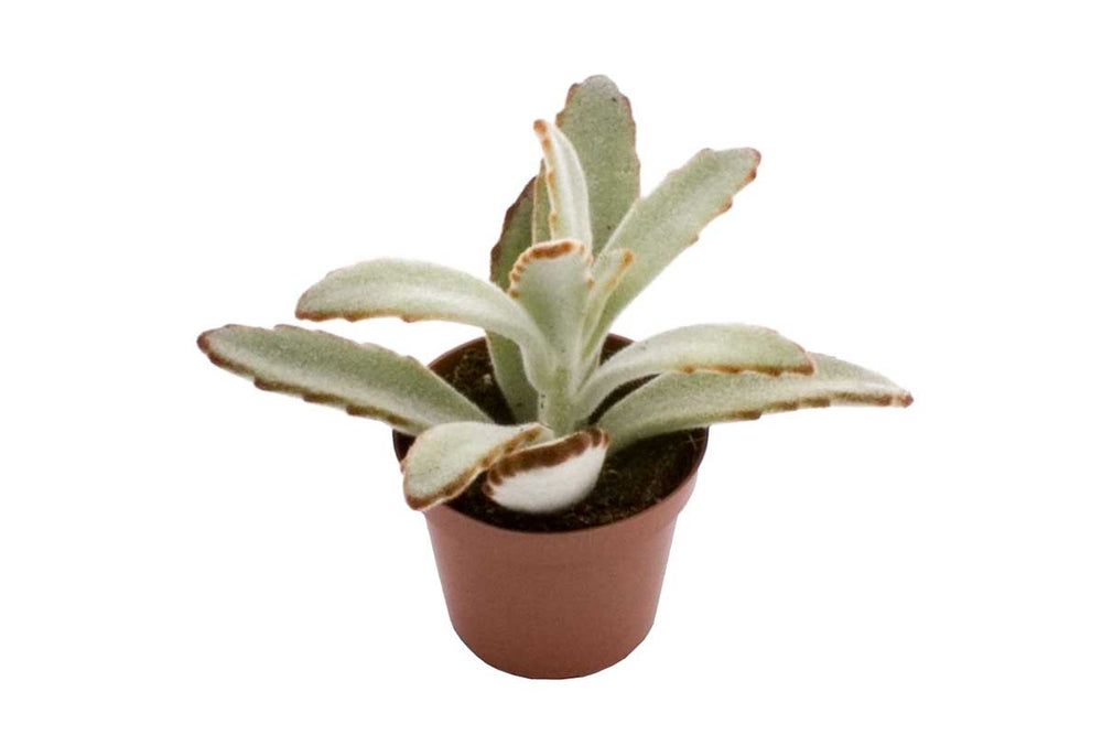 
                  
                    Kalanchoe tomentosa 5.5cm - Καλανχόη
                  
                