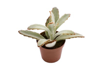 
                  
                    Kalanchoe tomentosa 5.5cm - Καλανχόη
                  
                