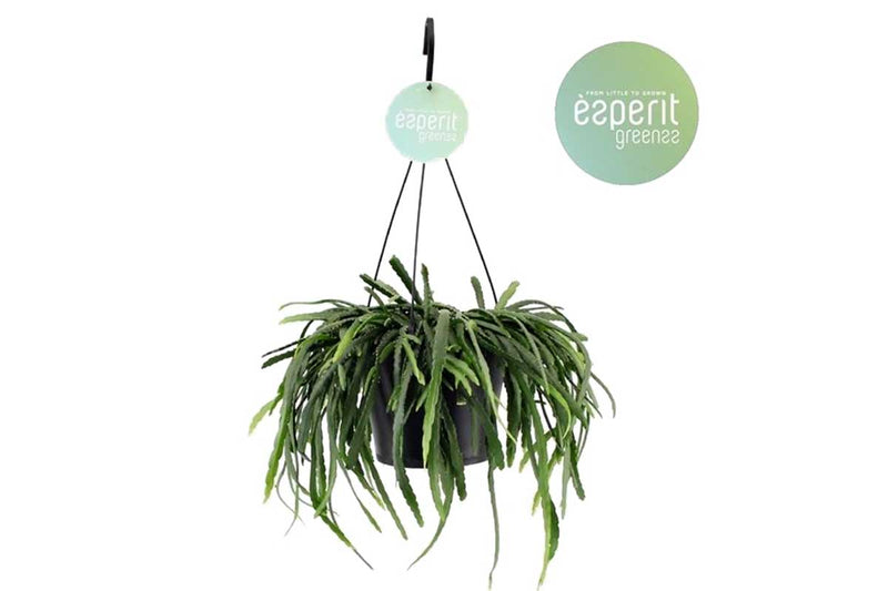 Lepismium bolivianum hanging basket 17cm