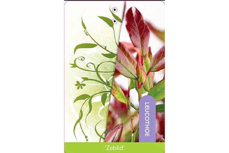 Leucothoe axilaris 'zeblid'® - Λευκοθόη