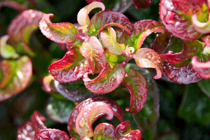 Leucothoe 'curly red'® - Λευκοθόη