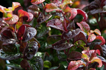 
                  
                    Leucothoe 'curly red'® - Λευκοθόη
                  
                