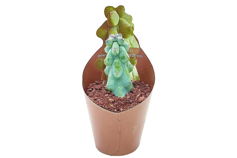 Myrtillocactus cv. Fukurokuryuzinboku 6.5cm