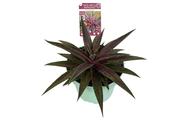 Mangave® 'Blazing Saddles' 19cm