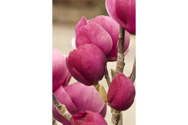 Magnolia 'Black Tulip'® 23cm