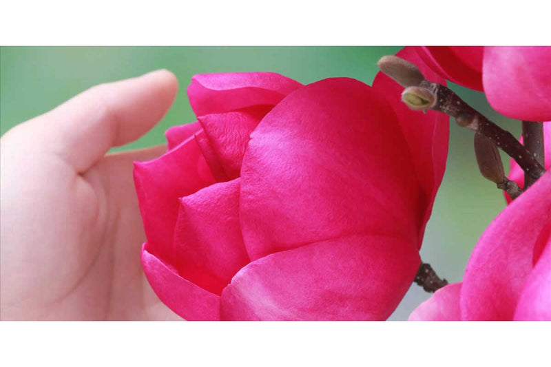 Magnolia 'Cleopatra'® 23cm