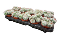 
                  
                    Mammillaria bombycina 10.5cm
                  
                