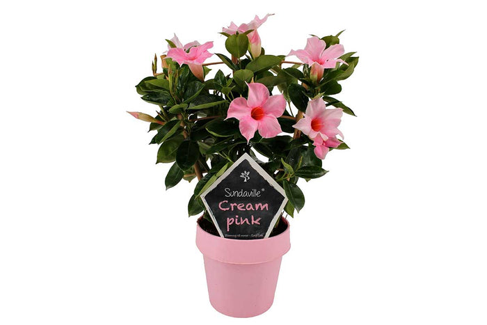 Mandevilla sundaville® 'cream pink 14cm