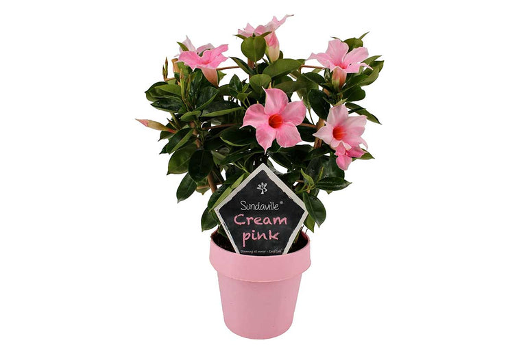 Mandevilla sundaville® 'cream pink' 15cm