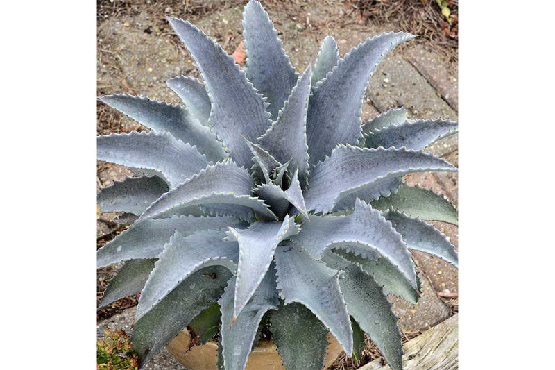 Mangave® 'Silver Fox'