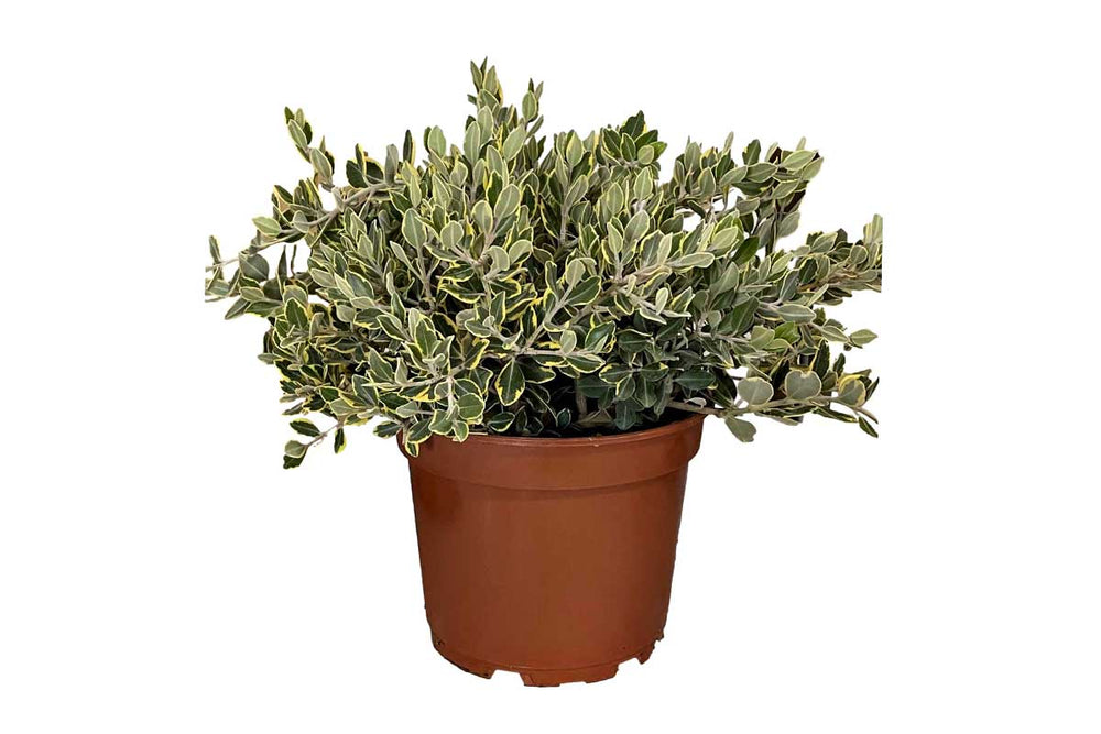 
                  
                    Metrosideros excelsa 'Aurea' 23cm
                  
                
