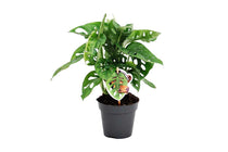 
                  
                    Monstera 'monkey leaf' - Μονστέρα
                  
                
