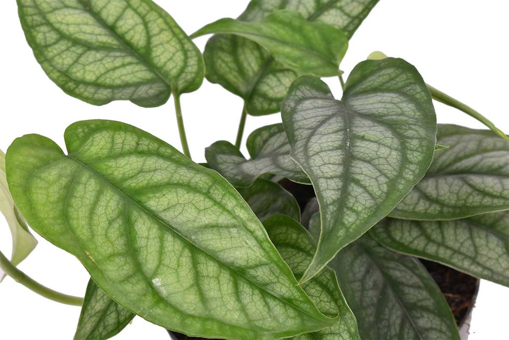 
                  
                    Monstera siltepecana
                  
                