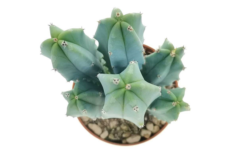 Myrtillocactus geometrizans 10.5cm