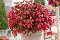 
                  
                    Nandina 'Blush Pink'® - Ναντίνα
                  
                