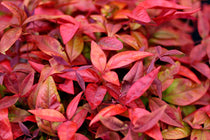 
                  
                    Nandina 'Blush Pink'® - Ναντίνα
                  
                