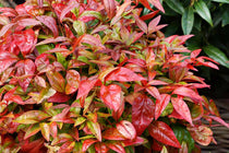 
                  
                    Nandina 'Blush Pink'® - Ναντίνα
                  
                