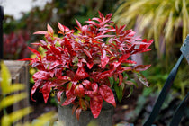 
                  
                    Nandina 'Blush Pink'® - Ναντίνα
                  
                