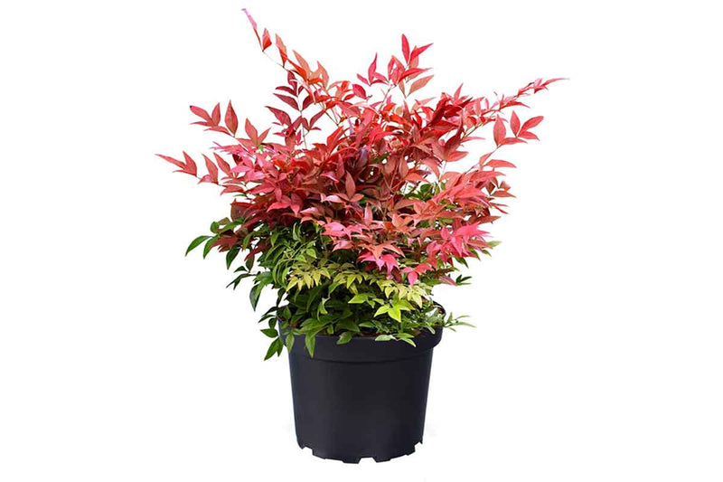 Nandina domestica 'obsessed'® - Ναντίνα