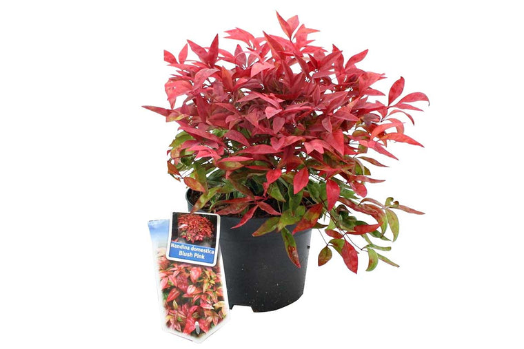 Nandina 'Blush Pink'® 17cm