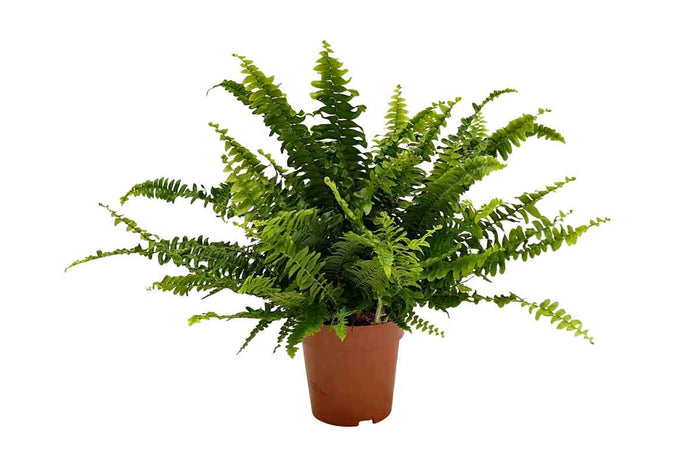 Nephrolepis 'green lady' 12cm