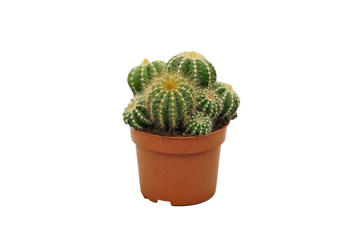 Notocactus magnificus 10.5cm