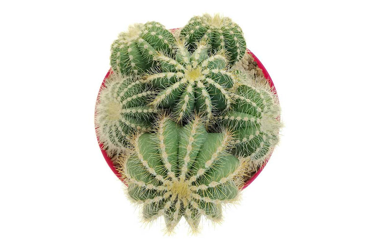 Notocactus magnificus 10.5cm