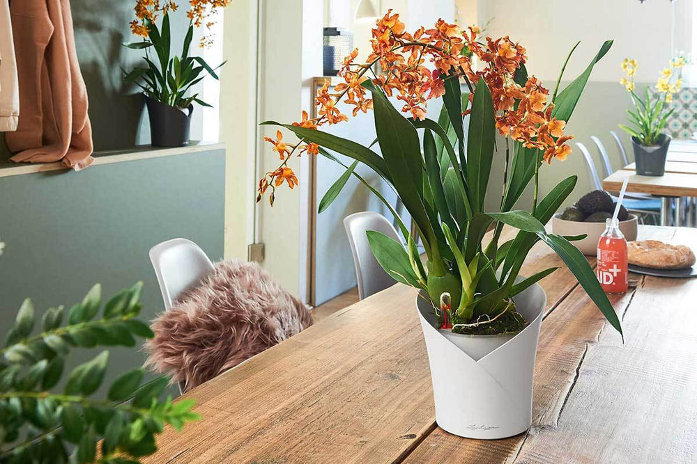 
                  
                    Lechuza Orchidea scarlet-red matt
                  
                