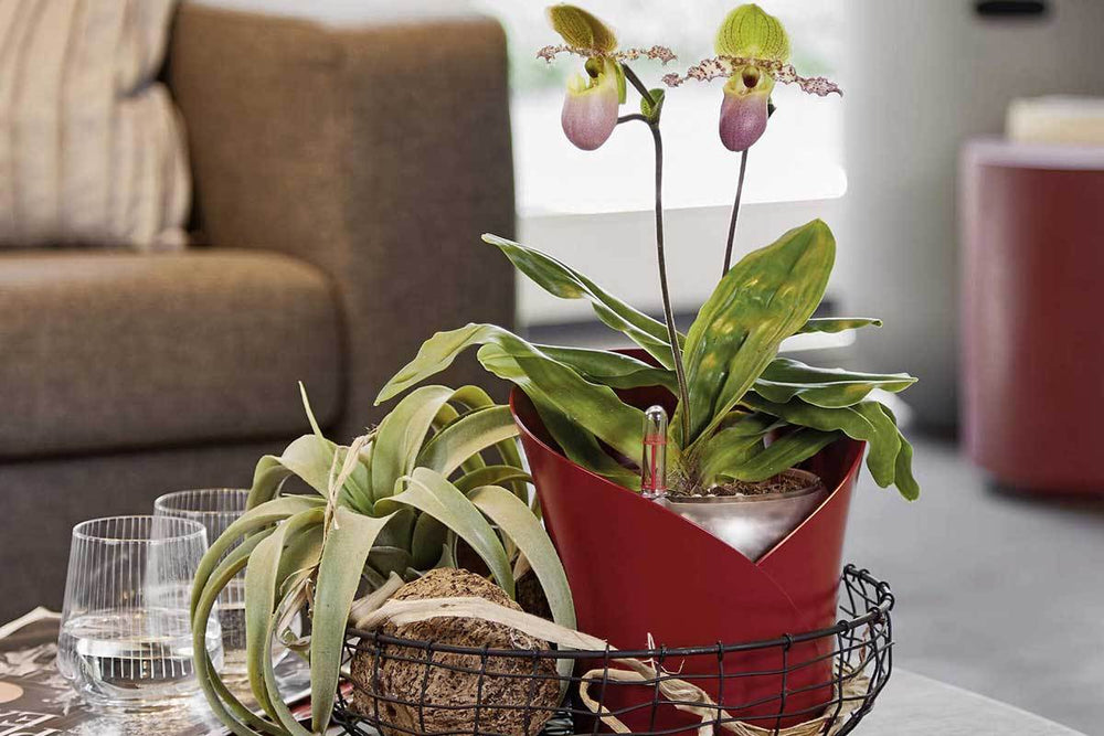 
                  
                    Lechuza Orchidea scarlet-red matt
                  
                