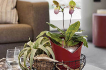 
                  
                    Lechuza Orchidea scarlet-red matt
                  
                