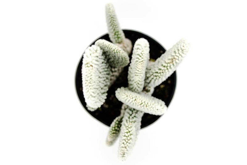 Opuntia microdasys 'albispina' 5,5cm - Οπούντια λευκή