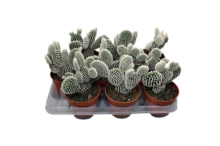 Opuntia 'albispina' 10.5cm