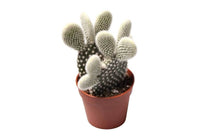 
                  
                    Opuntia microdasys 'albispina' 5,5cm - Οπούντια λευκή
                  
                