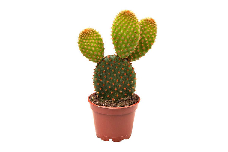 Opuntia 'rufida' 5.5cm