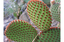 
                  
                    Opuntia 'rufida'
                  
                