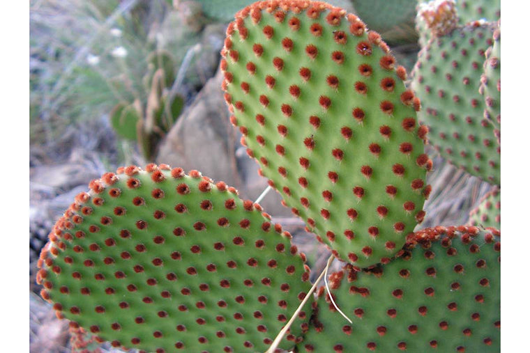 Opuntia 'rufida'