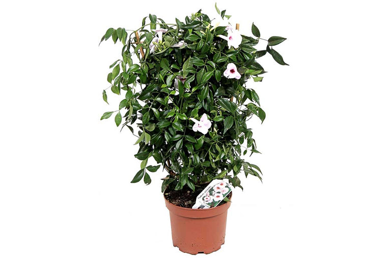 Pandorea jasminoides 19cm