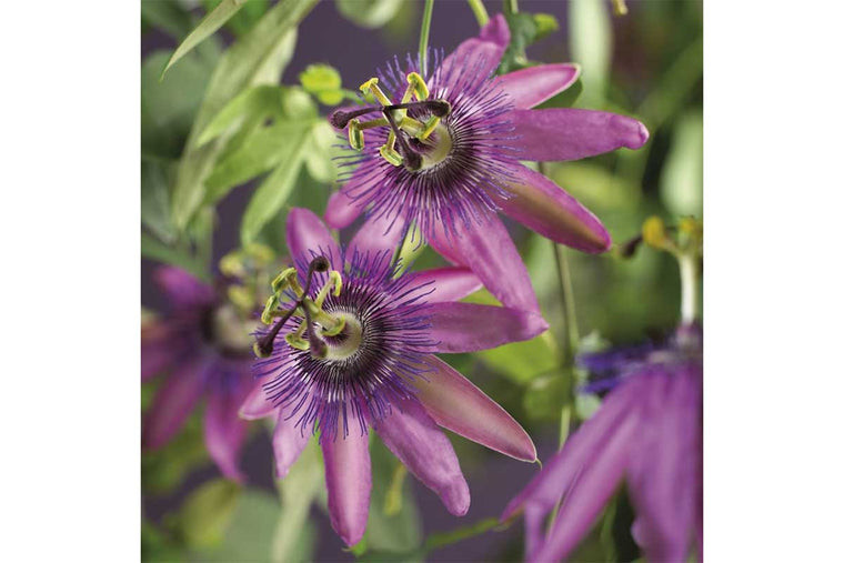 Passiflora 'amethyst beauty' 17cm