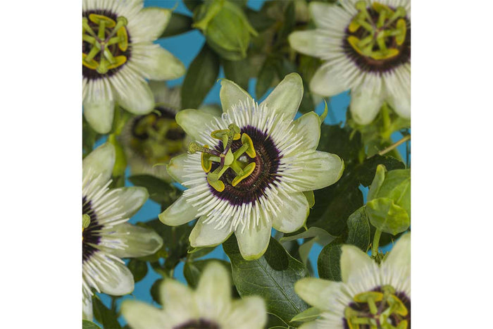 Passiflora 'beauty of hannover' 17cm