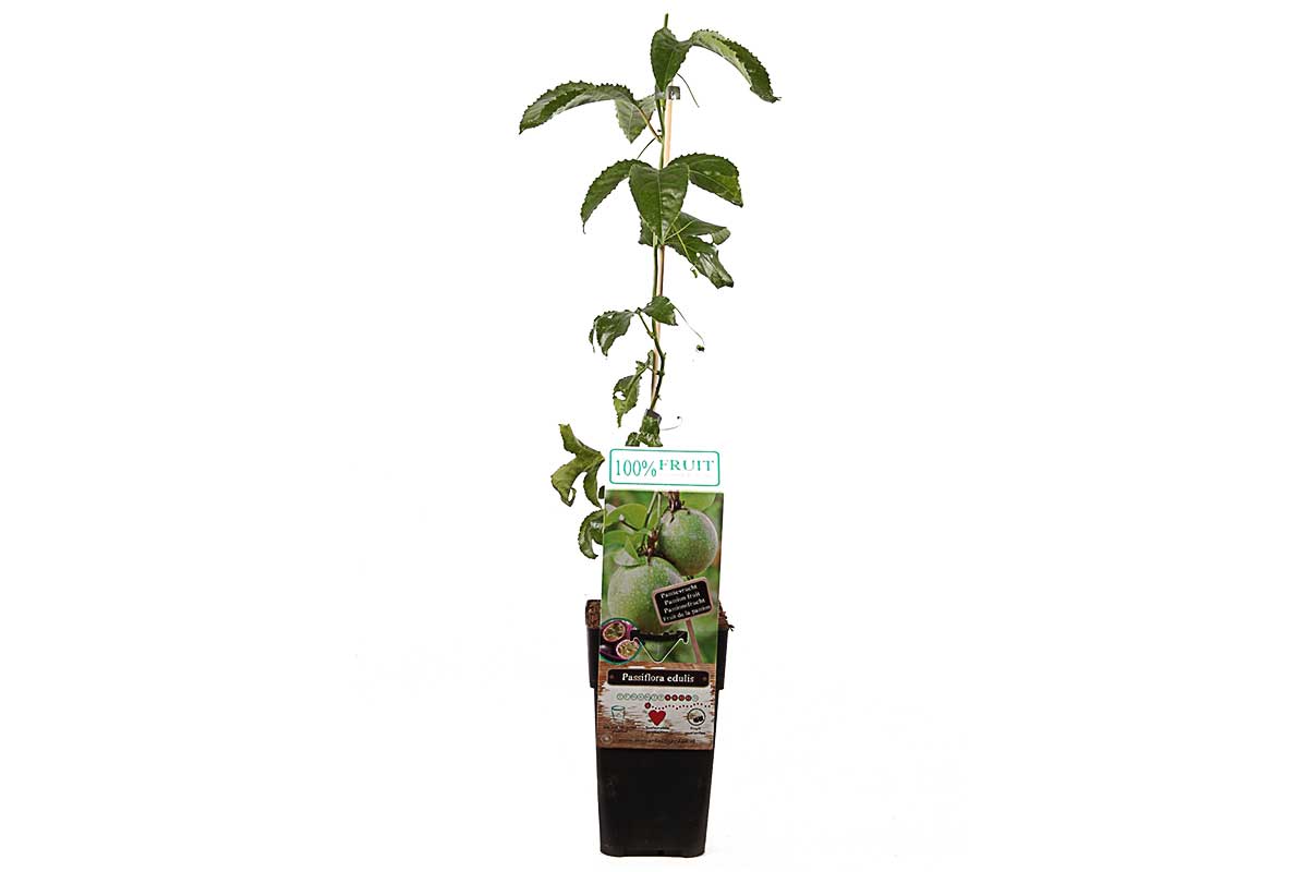 Passiflora edulis - Παθανθές εδώδιμον