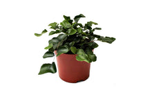
                  
                    Pellaea rotundifolia
                  
                